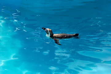 Manchot du Cap nage dans l'eau, Australie