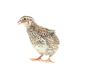 Wall Mural - Isolated Japanese quail on white background.