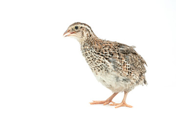 Wall Mural - Isolated Japanese quail on white background.