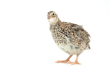 Isolated Japanese quail on white background.