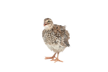 Isolated Japanese quail on white background.