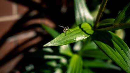 Wall Mural - insect on a green leaf