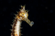 Thorny Seahorse (Hippocampus Histrix) Gili Islands Lombok Indonesia, Close Up The Head And Isolate Black Background