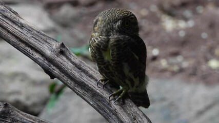 Wall Mural - Asian barred owlet (Glaucidium cuculoides) sitting on a branch