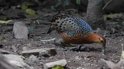 Sticker - Ferruginous Partridge searching for food on the ground in the jungle