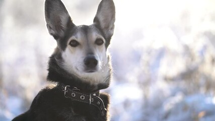 Wall Mural - Closeup portrait of dog mongrel with fluffy fur wearing collar sitting on snow, and looking in distance in winter forest