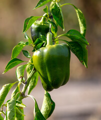 Close-up of paprika on a plant