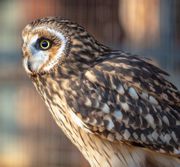 Poster - Close up portrait of an owl