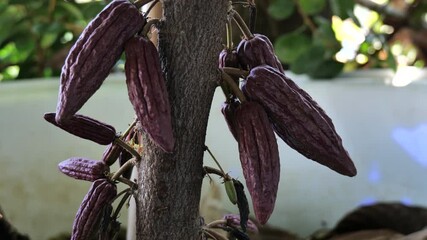 Wall Mural - The cocoa tree with fruits. Yellow and green Cocoa pods grow on the tree, cacao plantation in Thailand, Cocoa fruit hanging on the tree in the rainy season, Cacao Tree. Organic fruit pods in nature.