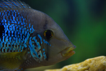 Cichlid fish in the aquarium, close up