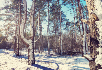 Wall Mural - Winter forest