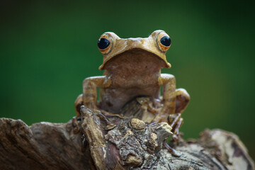 Eared tree frog on the branch