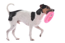 Parson Russell Terrier Carrying A Pink Dog Toy