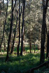 Wall Mural - tree and green grass in the summer season.