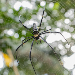 spider on cobweb in garden