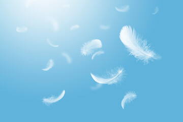 Wall Mural - light fluffy a white feathers falling down in a blue sky. abstract, feather floating freedom.