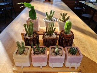 Cactus are put on the table.