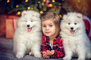 Little toddler girl with small fluffy Samoyed puppies on backdrop of Christmas tree. Christmas, winter and people concept. Christmas greeting card. New Year at home. Child with pets on winter holidays