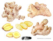 Ginger root set watercolor illustration isolated on white background
