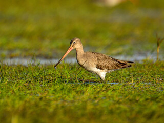 Wall Mural - The black-tailed godwit (Limosa limosa) feeding on a meadow