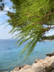 Wall Mural - pine tree detailed shot on the beach