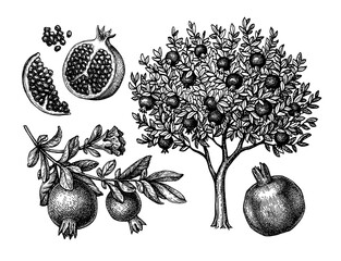 Wall Mural - Pomegranate tree Ink sketch.