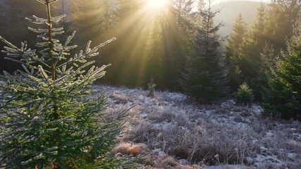 Aufkleber - Sunny forest early in the morning. Sun breaks through the branches of firs, forming beautiful rays in the air. Grass covered with frost