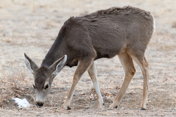 colorado wildlife. wild deer on the high plains of colorado. mule deer doe chomping on grass.