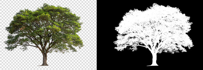 Poster - single tree on transparent picture background with clipping path