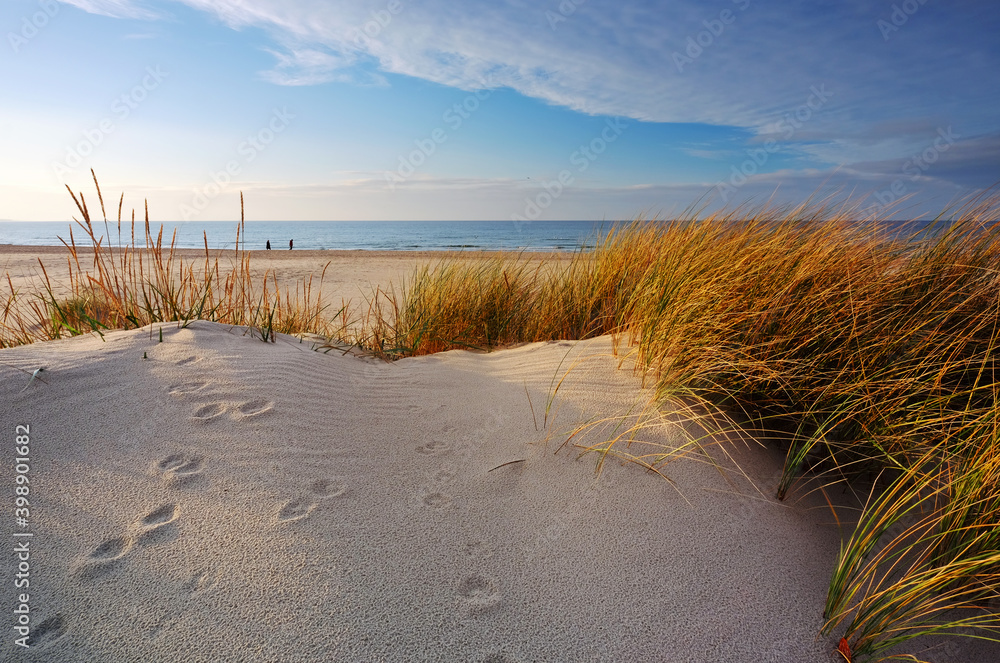 Wybrzeże Morza Bałtyckiego,wydmy, trawa, ,biały piasek. - obrazy, fototapety, plakaty 
