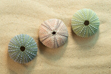 Three Green And Pink Black Sea Urchin Shells, Arbacia Lixula On Sand