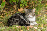 Fototapeta Zwierzęta - Cat lies under a bush in the rays of bright autumn light