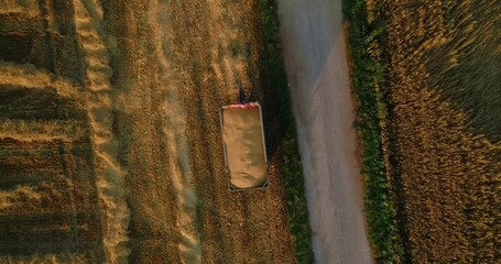 Wall Mural - Drone aerial shot of loading golden wheat crop into tractor trailer. Agriculture machines working in farmland at sunset. Harvesting and agronomy concept. Top, overhead view, ascending