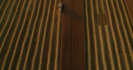 Wall Mural - Harvester machine harvesting ripe golden wheat on field. Combine harvester agriculture machine working on farmland at sunset, leaving lines behind. Slovenia flatland with Alps mountains in background