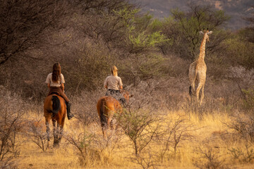 Wall Mural - Blonde and brunette ride after southern giraffe