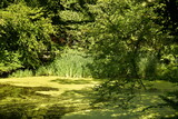 Fototapeta  - L'étang des Enfants Noyés couvert partiellement de micro-organismes verts en pleine forêt de Soignes à Watermael-Boitsfort 
