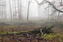 Moss Covered Dead Fallen Branches Of Trees In Misty Ghost Forest In Winter