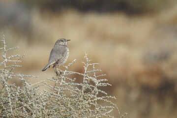 Wall Mural - Sage thrasher perched on a shrub in Santa Margarita, California. 