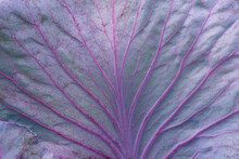 Full Frame Leaf Of Red Cabbage Background - Macro. Texture Of Purple Cabbage Leaf (Brassica Oleracea) With Veins. Close-up. Organic Farming, Healthy Food, BIO Viands, Back To Nature Concept.