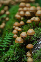 Mushrooms In The Spring Forest Against The Background Of A Tree Covered With Moss And Growing Ferns.