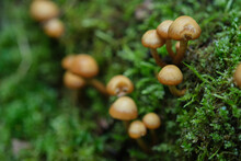 Mushrooms In The Spring Forest Against The Background Of A Tree Covered With Moss And Growing Ferns.