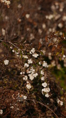 Wall Mural - Snowberry 