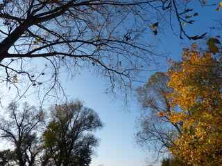 Wall Mural - tree in autumn