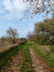 Wall Mural - path in autumn