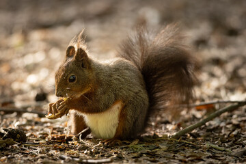 Wall Mural - the red squirrel or eurasian red squirrel (sciurus vulgaris) is a species of tree squirrel in the ge
