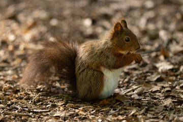 Wall Mural - the red squirrel or eurasian red squirrel (sciurus vulgaris) is a species of tree squirrel in the ge