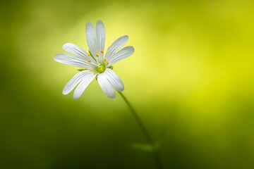 Wall Mural - A beautiful and fragile small white flower, typical for spring season. Typically found in wet forests and shade. Pure nature, close up macro photo. Fragile spring beauty. Simple and amazing.