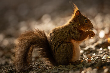 Wall Mural - the red squirrel or eurasian red squirrel (sciurus vulgaris) is a species of tree squirrel in the ge