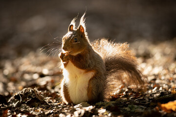 Wall Mural - the red squirrel or eurasian red squirrel (sciurus vulgaris) is a species of tree squirrel in the ge
