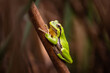 The European tree frog (Hyla arborea) is a small tree frog. Sitting on a blade of grass, hiding without move.As traditionally defined, it was found throughout much of Europe, Asia and northern Africa.